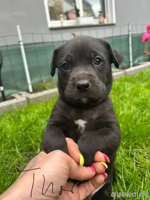 labradormischlinge 