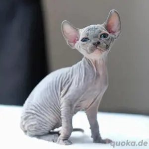 Wunderschöne Sphynx-Kätzchen zur Adoption.
