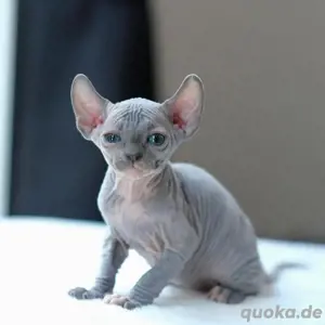 Sphynx-Kätzchen zu verkaufen