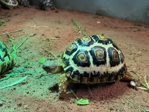 Pantherschildkröte Stigmochelys Pardalis Babcocki