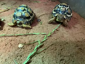 Pantherschildkröte Stigmochelys Pardalis Babcocki