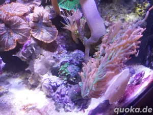 Entacmaea quadricolor   Blasenanemone Sunburst