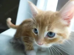 Katzenbabys, Kitten