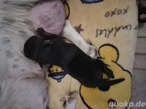 Rasmo-Mops und Jack Russel Mix