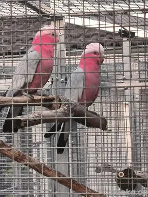 Rosakakadu Zuchtpaar 