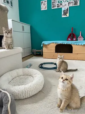 BKH kitten mit Stammbaum