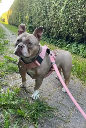 American Bully Pocket