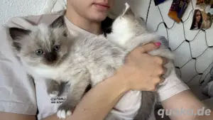 Ragdoll Kitten