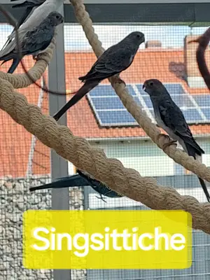 junge Singsittiche