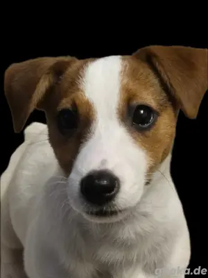 jack russell mädchen 