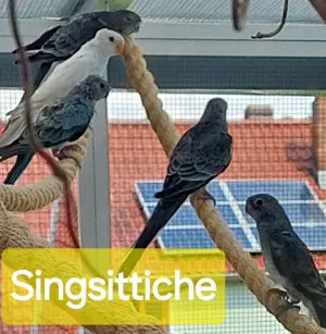 junge Singsittiche