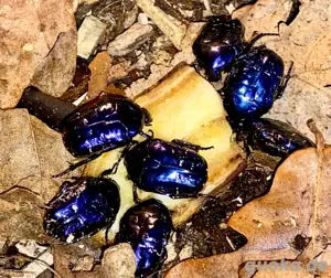 Protaetia elegans Rosenkäfer Larven