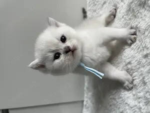 Britisch Kurzhaar Kitten mit exzellenten Stammbaum