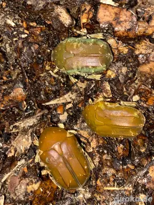 Protaetia culta culta Rosenkäfer Larven