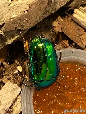 Protaetia himalayana Rosenkäfer Larven