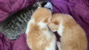  Wunderschöne Katzenbabys suchen ein liebevolles Zuhause 