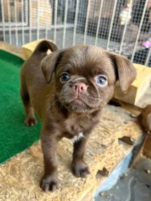 Choco Griffons abzugeben