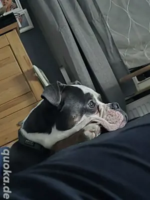 Hund sucht neues Zuhause