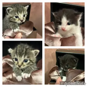 BKH Kitten Mix Katzen ab Juli abgabebereit