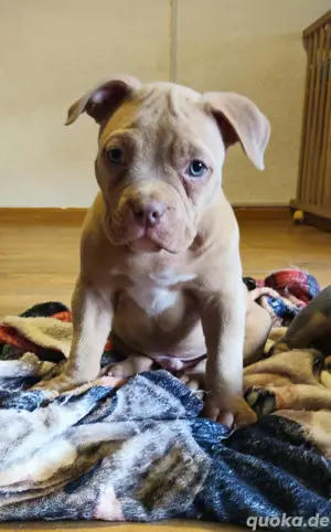 American Bully Welpe Rüde Sofort Abgabebereit 
