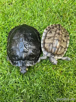 Schildkröten 