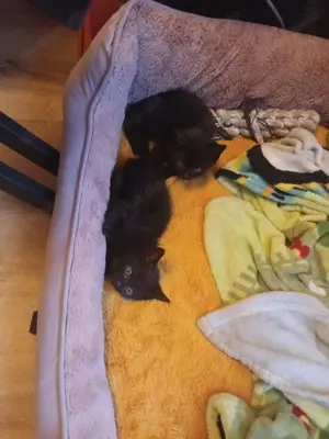 Katze in ein paar Wochen abzugeben Bild 2