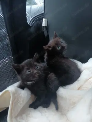 Katze in ein paar Wochen abzugeben