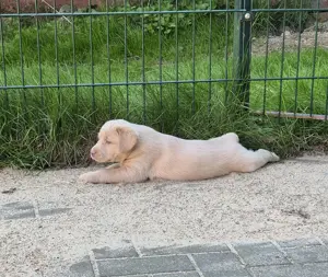 Labrador Welpen in Silber und Champagner, abgabebereit