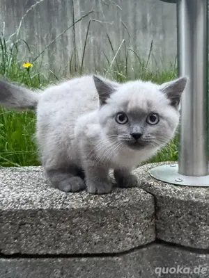 BKH Kitten 