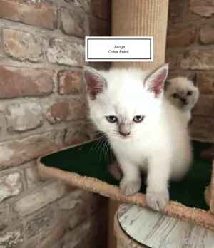  Reinrassige BHK-KITTEN 