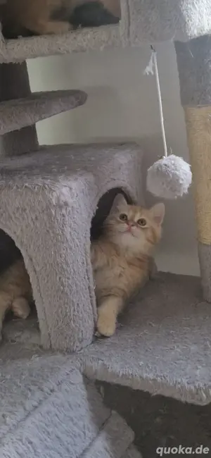 bkh kitten reinrassig