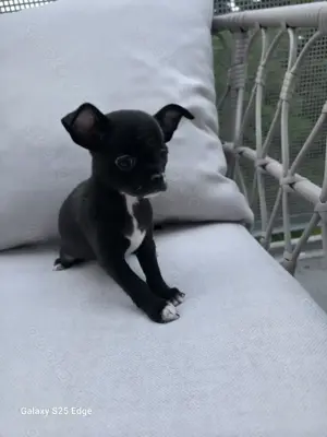 Schwarzes Chihuahua-Mädchen