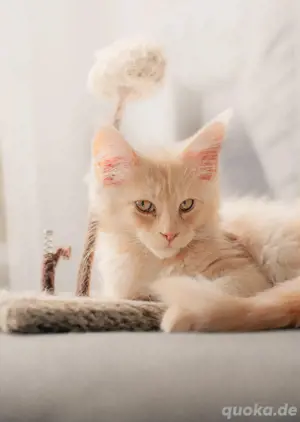 Maine Coon Kitten XXL