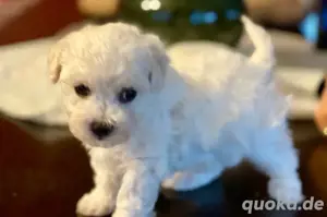 wunderschöner Bichon Frise Welpe - Rüde - im Teddylook