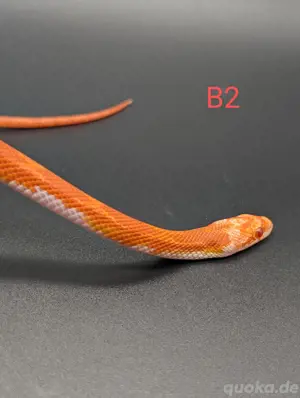 Kornnatter Fire pied Weibchen 