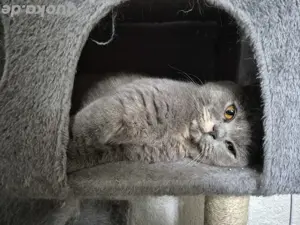 BKH Katze Britsch Kurzhaar