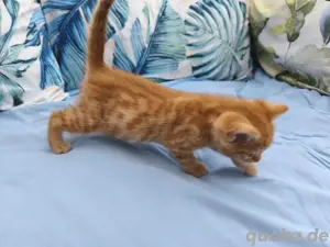 Bengal Mix Kitten zu vergeben 