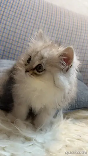 Kugi sucht ein liebevolles Zuhause