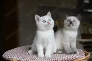 BKH Kitten in liebevolle Hände abzugeben