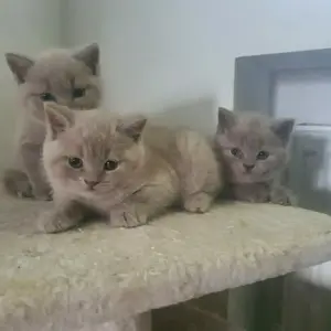 3 wunderschöne Bkh in lilac 
