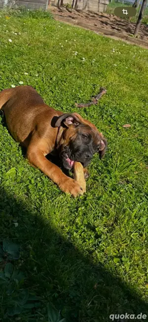 hunde welpe 