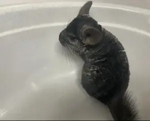 Chinchilla Bock schwarz grau