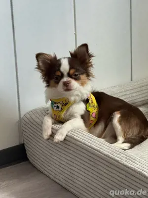 Chihuahua Hündin 7 monate mit stammbaum