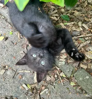 3 zutrauliche Kitten suchen ein Zuhause