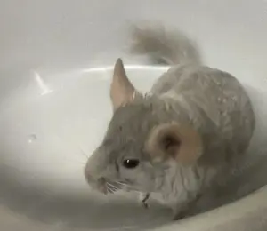 Chinchilla Bock, grau