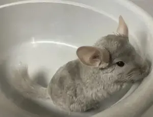 Chinchilla Bock, grau
