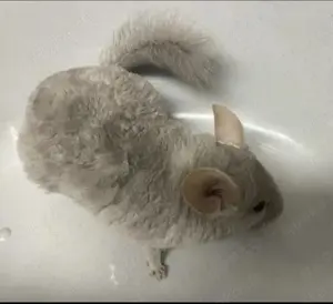 Chinchilla Bock, grau Bild 3