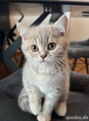 BKH Kitten