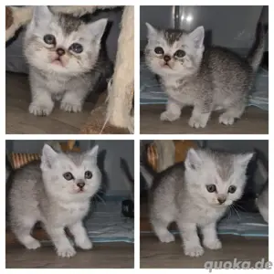 Reinrassige Britisch-Kurzhaar-Kitten Babys BKH 