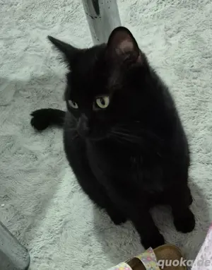 Katze männlich kastriert, geimpft
